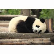 Image result for Sleeping Baby Panda Bear