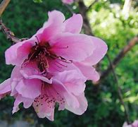 Image result for Prunus persica Johny Brack