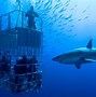 Image result for Shark Cage Diving Tour
