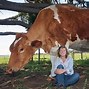 Image result for World Biggest Bull Cow