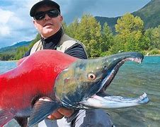 Image result for Biggest Fishes