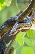 Image result for Amazon Rainforest Boa Constrictor