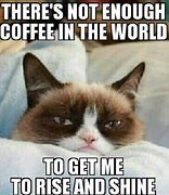 Image result for Mean Cat Funny