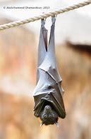 Image result for Bats Skleeping