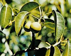 Image result for What Is a Manchineel