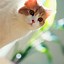 Image result for iPhone Cute Phone Wallpaper