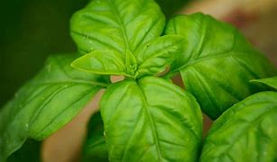 Image result for albahaca