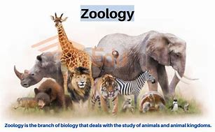 Image result for Zoology Imges