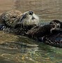 Image result for Otter Holding Baby in Hands