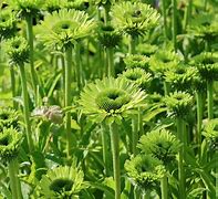 Afbeeldingsresultaten voor Echinacea purpurea Green Jewel (r)