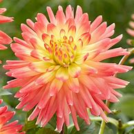 Image result for Coral Cactus Dahlia