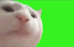 Image result for Catty Meme