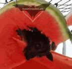 Image result for Fruit Bat Meme