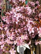 Image result for PRUNUS NIPPONICA RUBY