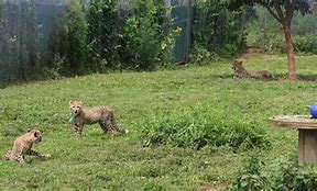 Image result for zoo cheetah image