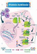 Image result for Labelled Diagram of Protein Synthesis