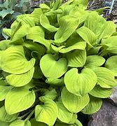 Image result for Hosta Sun Mouse