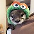 Image result for Otter Wearing Hat