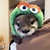 Image result for Otter Wearing Fyunny Hat