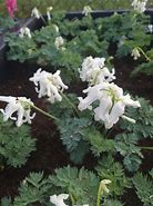 Image result for Dicentra Ivory Hearts