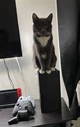 Image result for Cat Murdered Xbox