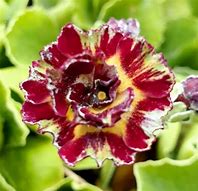 Bildergebnis für Primula auricula Merlin