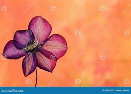 Image result for Tube Clematis
