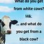 Image result for Black Cow Meme