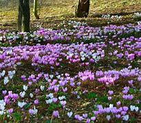 Image result for Cyclamen coum Silver Leaf
