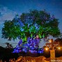 Image result for Pictures of Dibbuk Box Tree of Life
