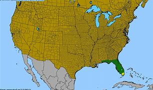 Image result for Manchineel Tree Range in Florida