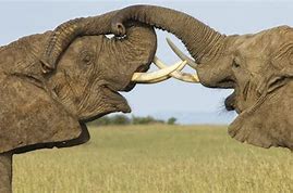 Image result for Maasai Mara Kenya Wildlife