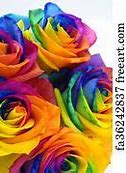 Image result for Rainbow Roses Wallpaper Desktop