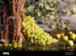 Image result for Still Life with Grapes