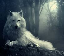 Image result for Snow Wolf Staring at U