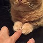 Image result for Kitty Couple Memes