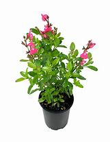 Image result for Salvia greggii Mirage Soft Pink