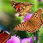 Image result for Beautiful Butterfly Desktop Wallpaper