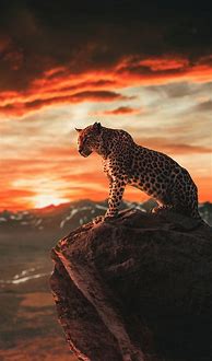 Image result for Leopard iPhone Wallpaper