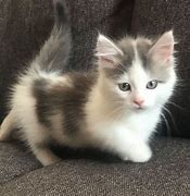 Image result for Munchkin Cats New York