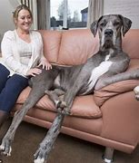 Image result for 10 Biggest Dogs