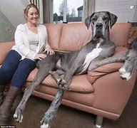 Image result for What Is the World's Biggest Dog