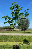 Image result for Paulownia fortunei Minfast