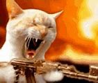 Image result for Cat Machine Gun Meme