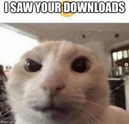 Image result for Cat Eyebrow Raise Meme