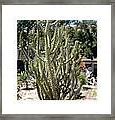 Image result for Big Cactus