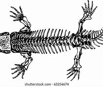 Image result for Alligator Skeleton