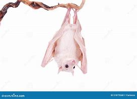 Image result for Albino Egyptian Fruit Bat