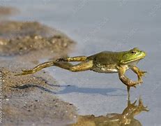 Image result for Jumping Bullfrog