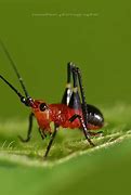 Image result for Red Cricket Name